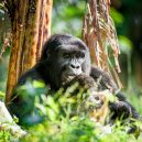 Gorilla Being Studied by a Comparative Psychologist in the Forest | Careers in Psychology